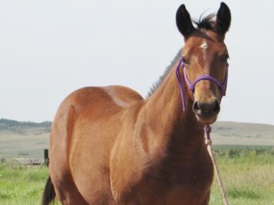 Barracuda Reed JW<BR>AQHA X0723171